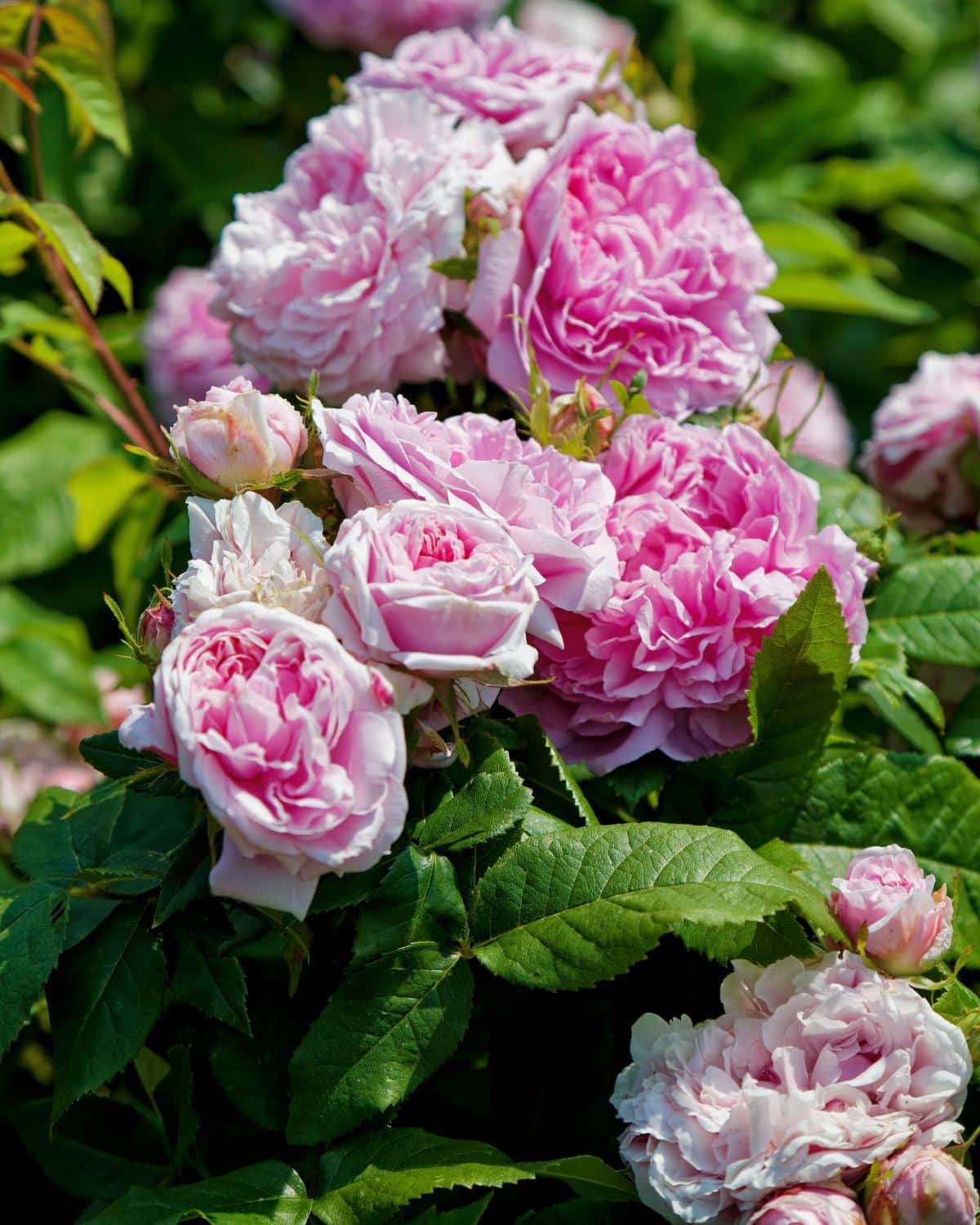 ‘Comte de Chambord' rose variety