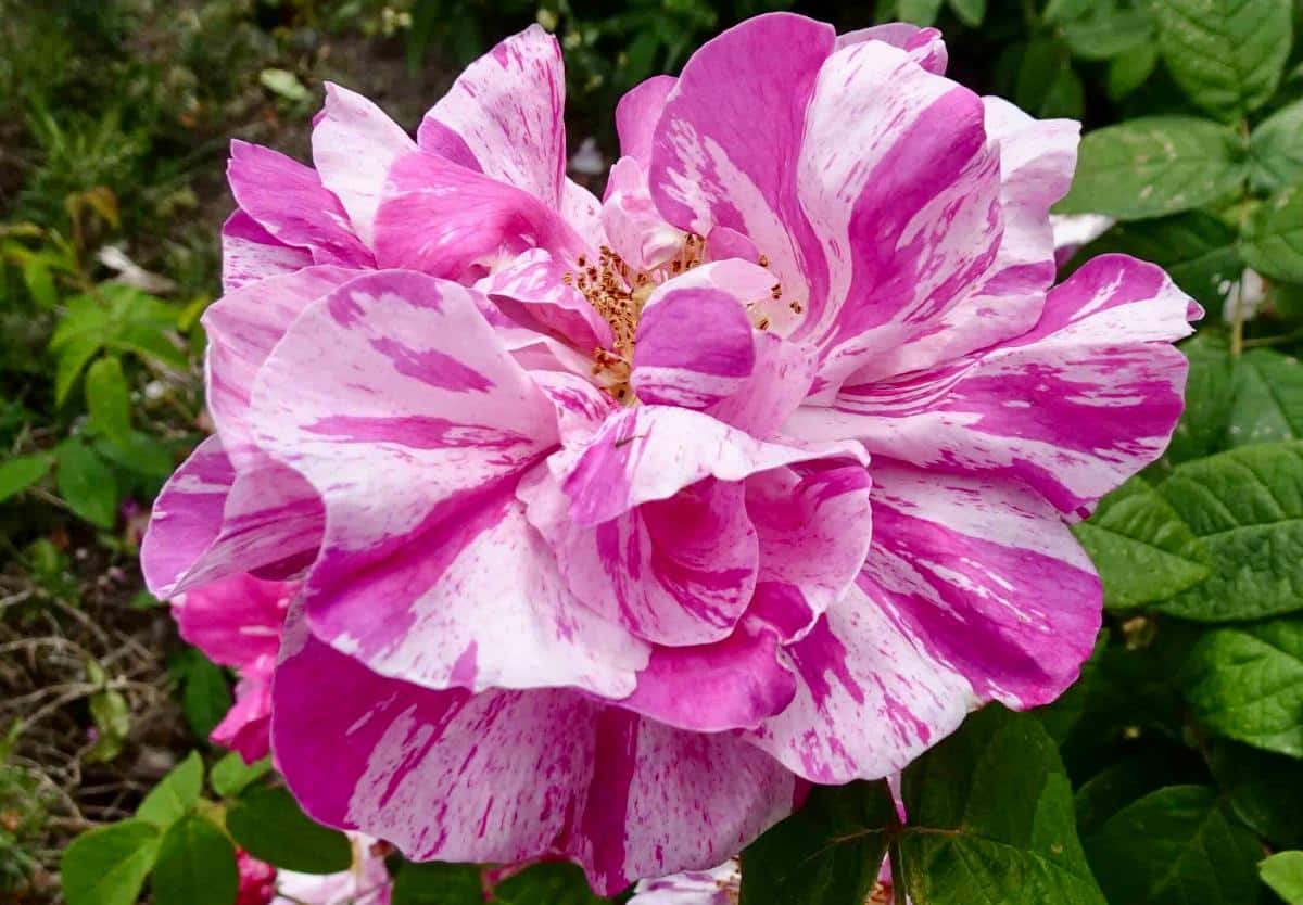 Rosa Mundi rose variety