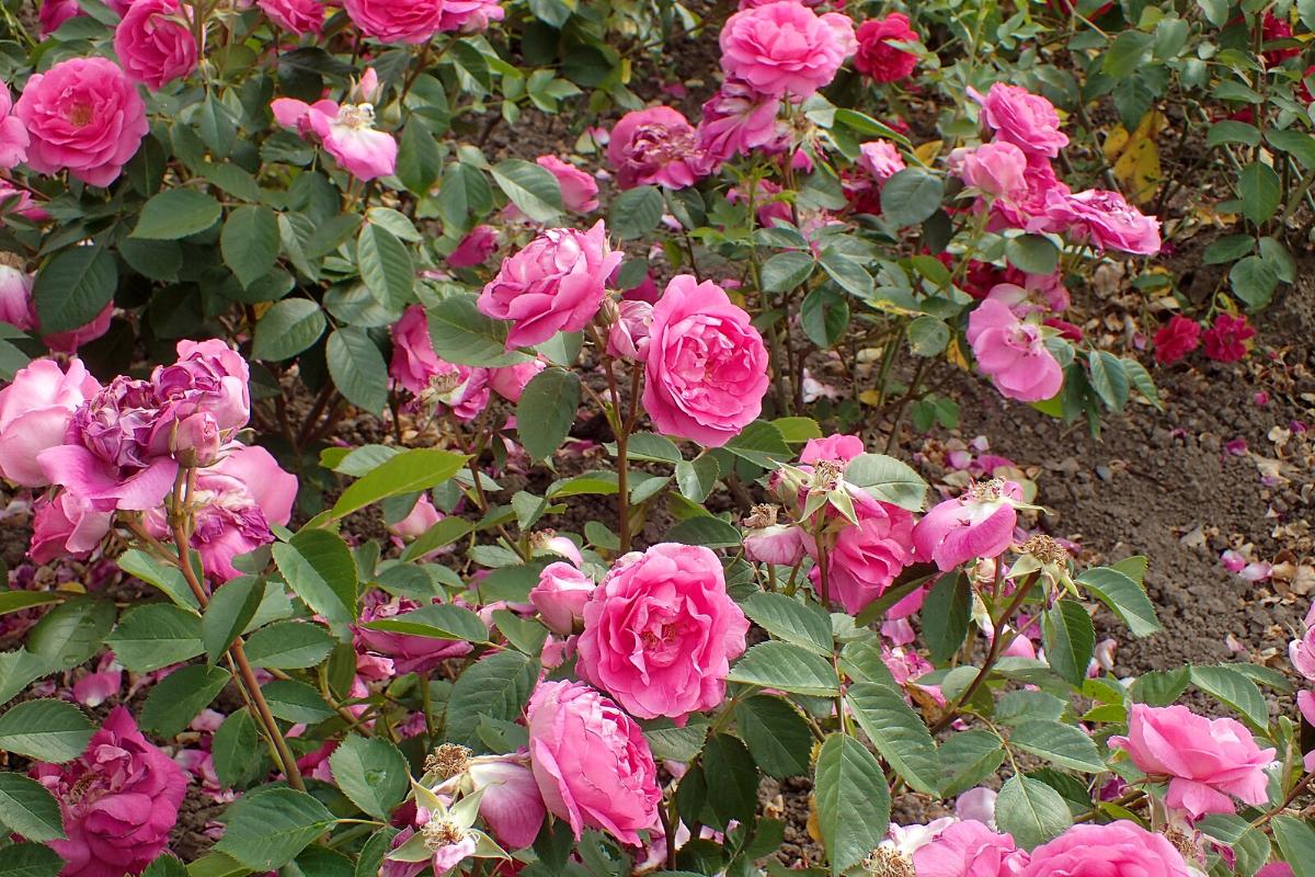 Morden Centennial Rose