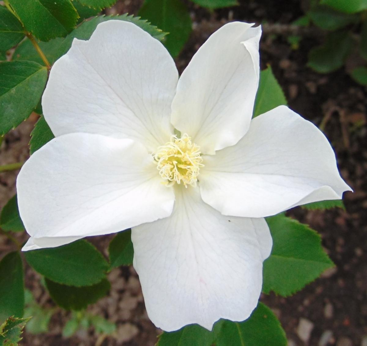 Morden Snowbeauty Rose