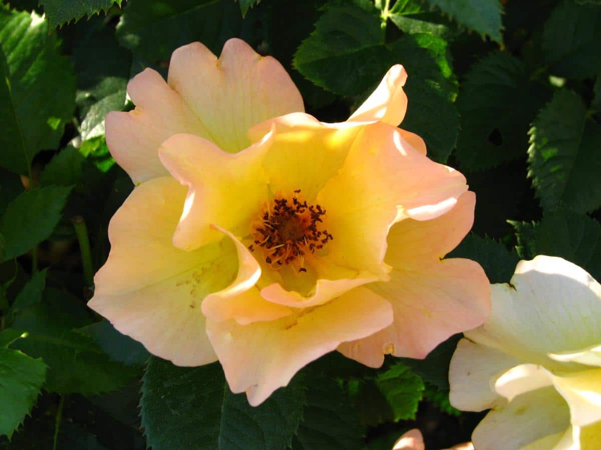 Morden Sunrise Rose