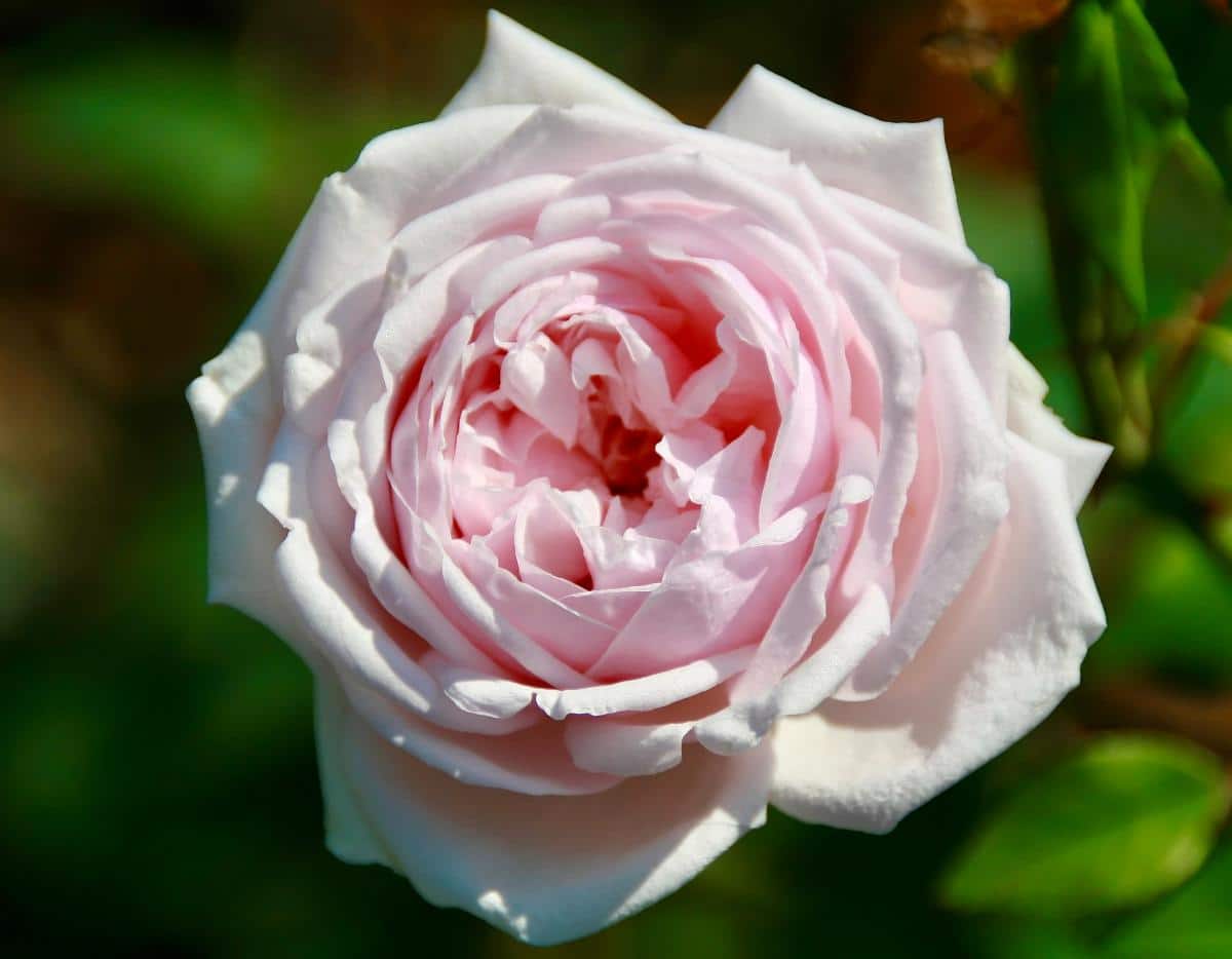 ‘Souvenir de la Malmaison’ rose variety