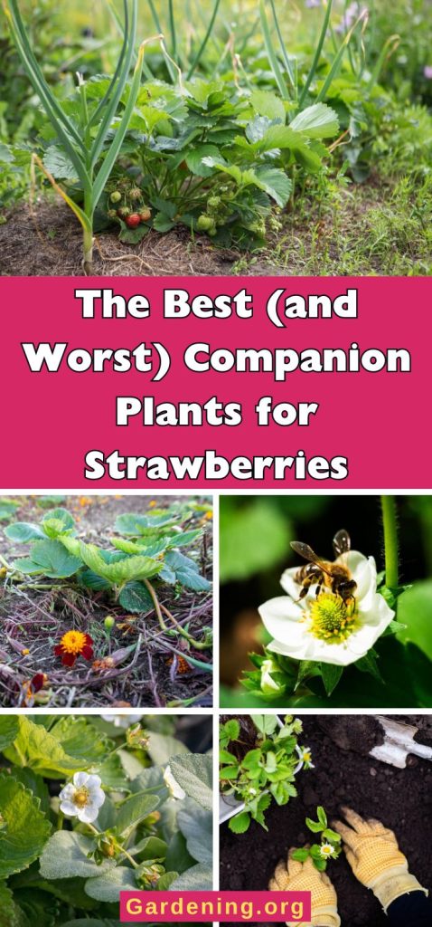 The Best (and Worst) Companion Plants for Strawberries pinterest image.