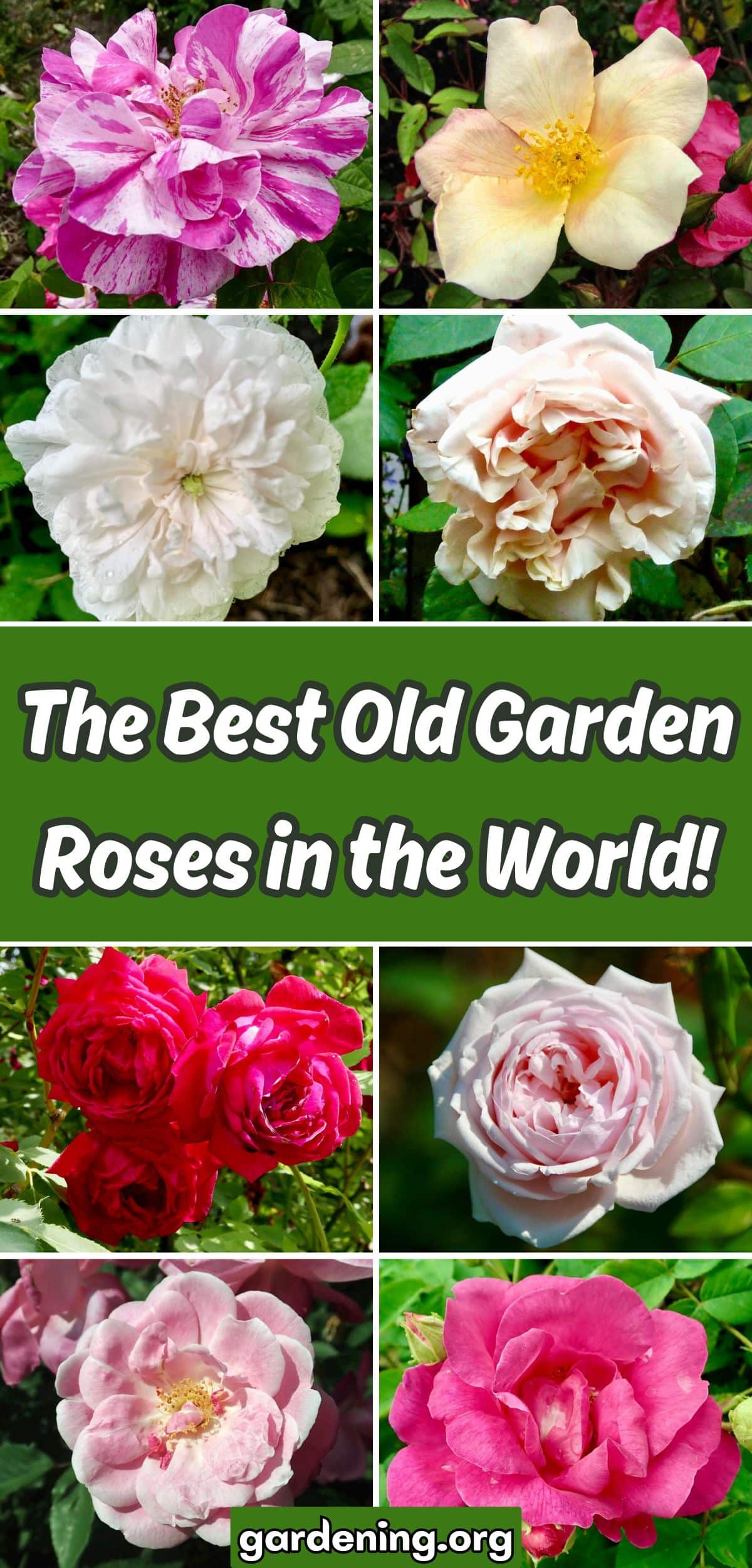 Rosarians Agree: These Are the Best Old Garden Roses in the World! collage.