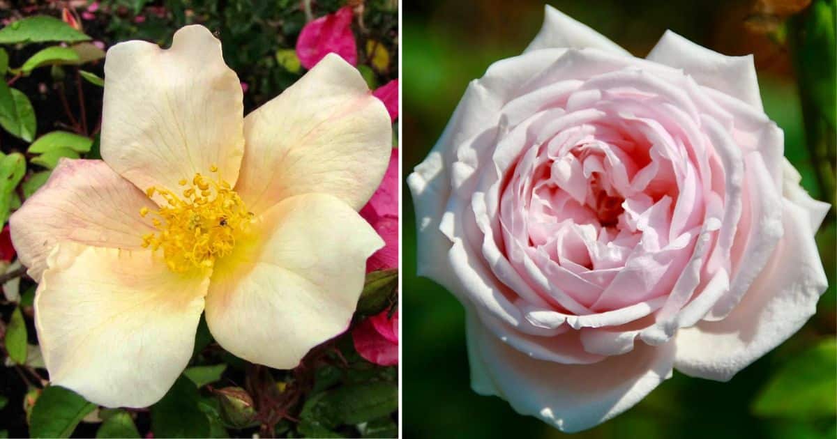 The 13 Best Old Garden Roses in the World - Gardening