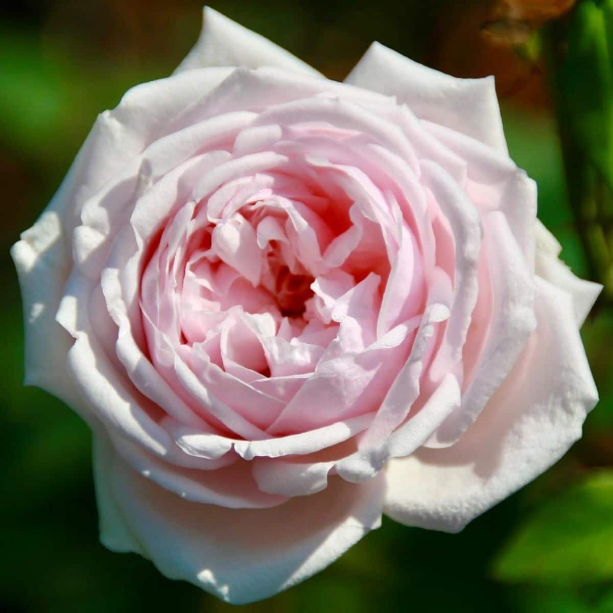 Souvenir de la Malmaison Rose.