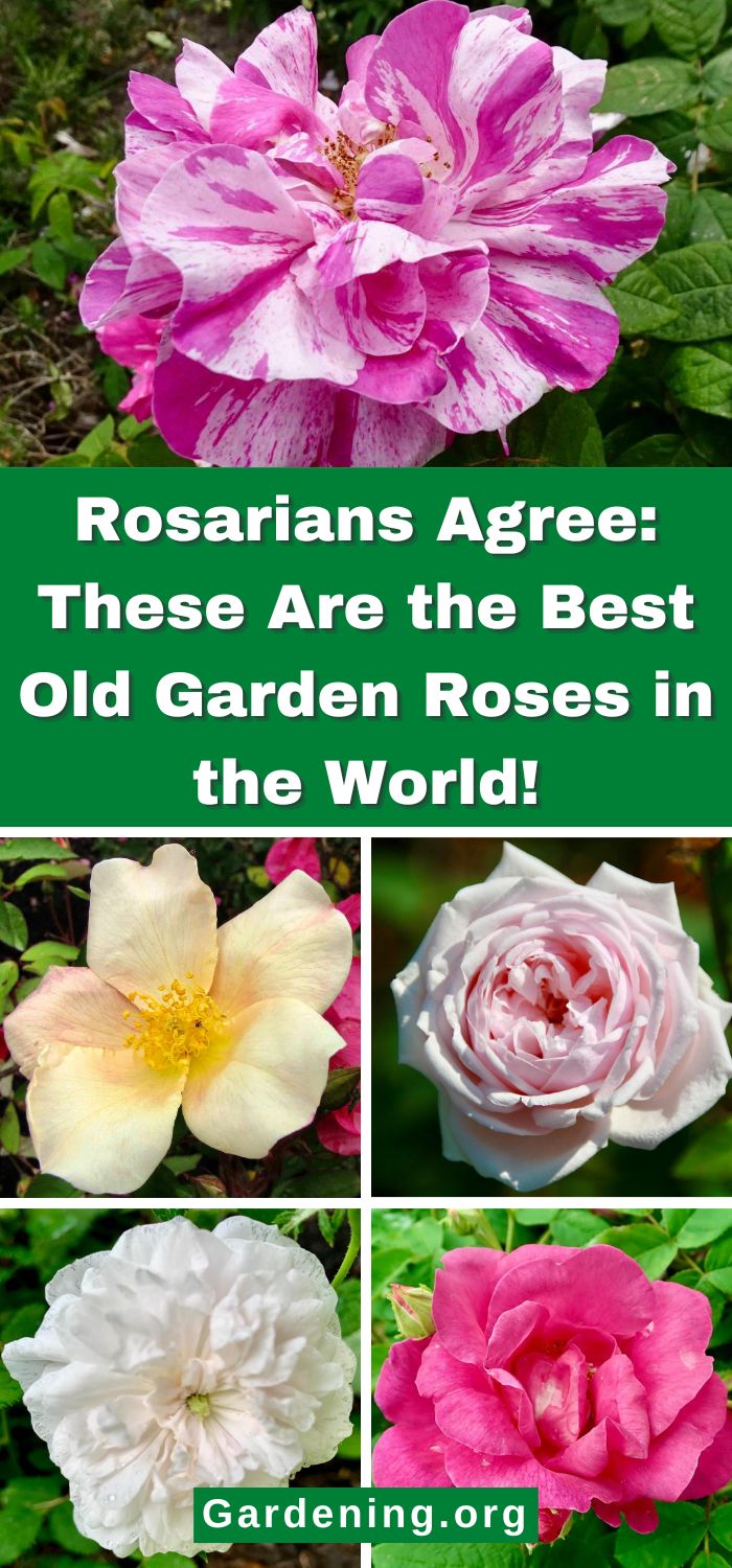 Old Five Roses The 13 Best Old Garden Roses in the World - Gardening