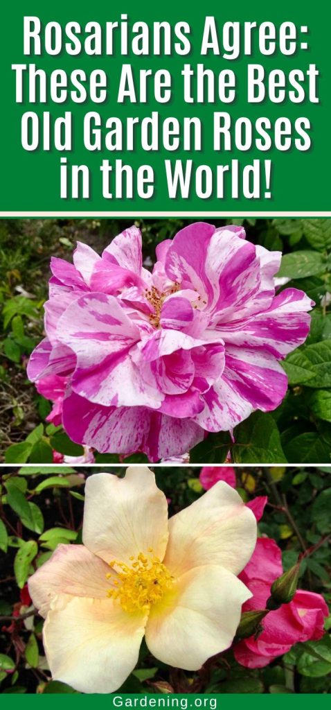Rosarians Agree: These Are the Best Old Garden Roses in the World! pinterest image.