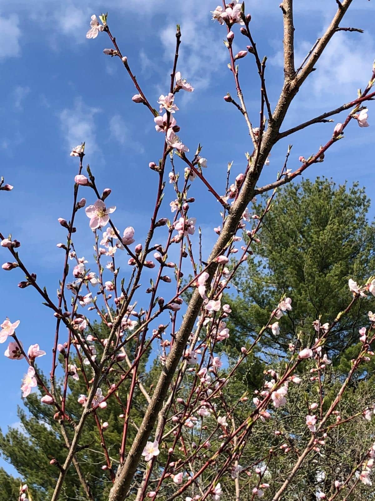A fruit tree in bloom in spring