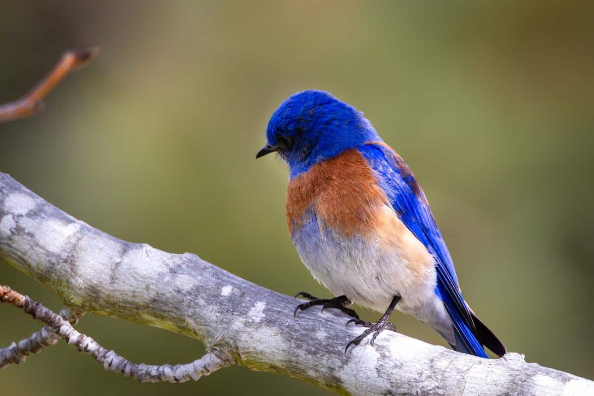 A bluebird on a branch