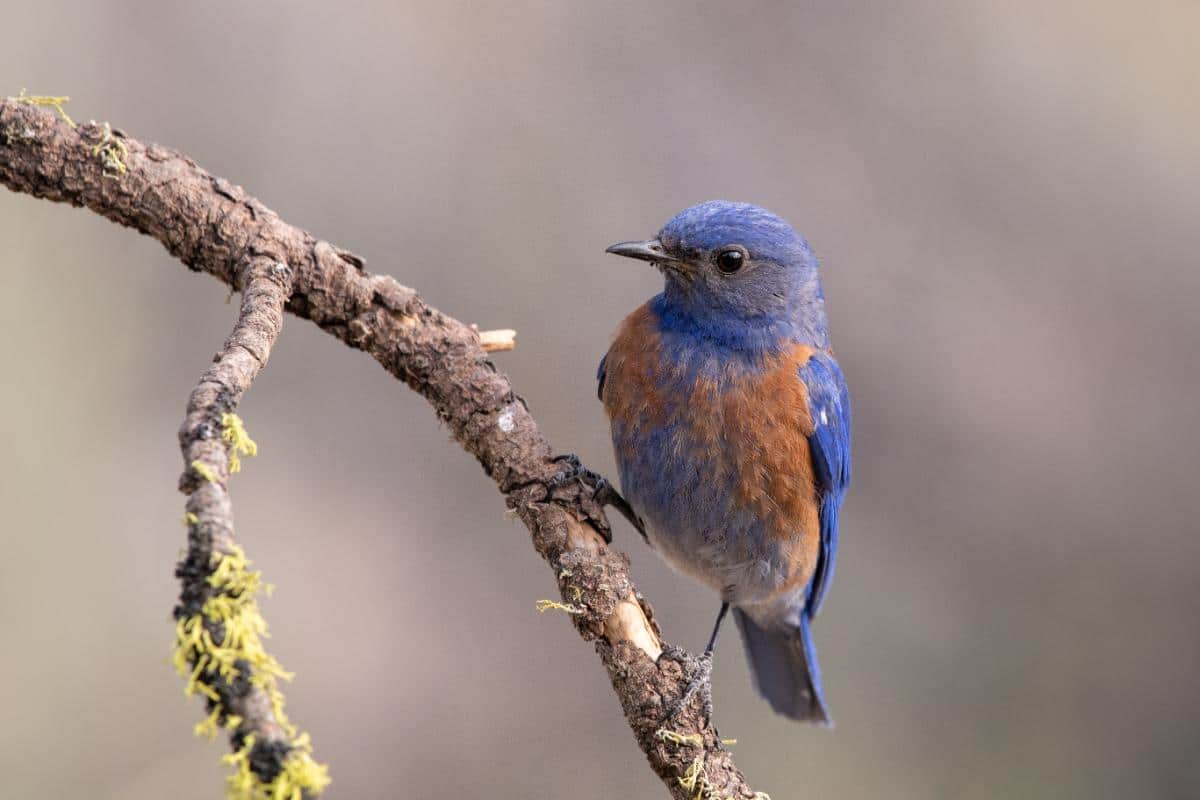 A pretty bluebird on a branch
