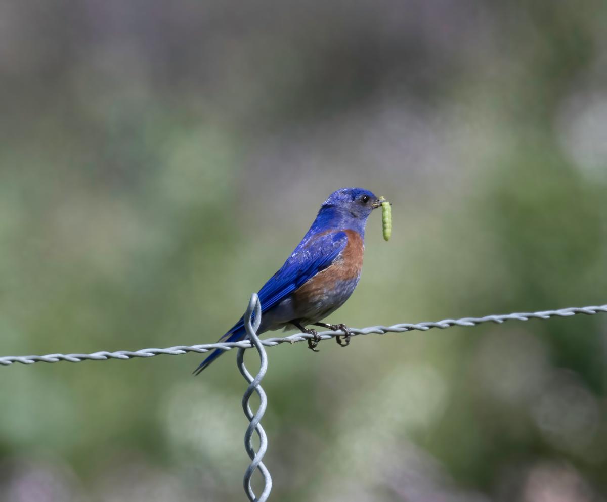 A bluebird on a wire with a pest worm in its mouth