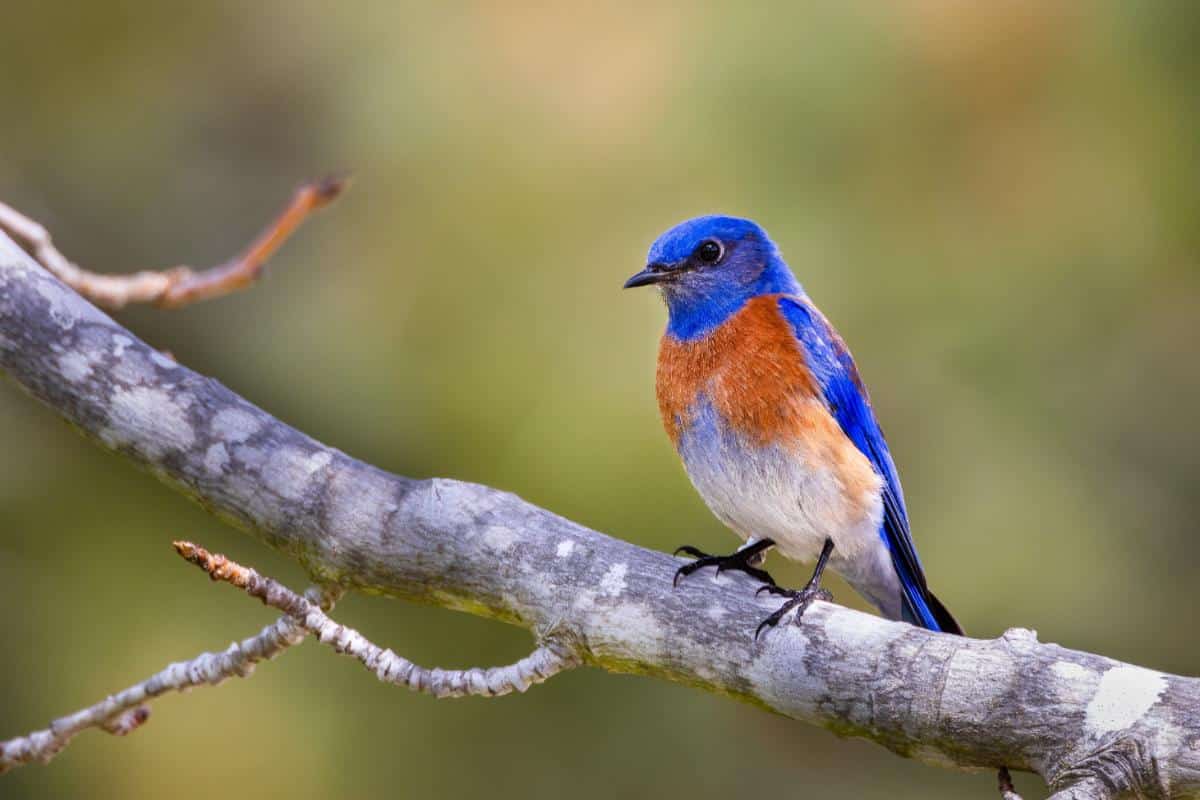 A bluebird perching on a branch to scout for insects