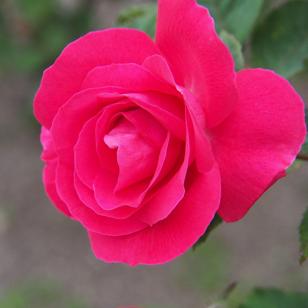 Winnepeg Parks Rose
