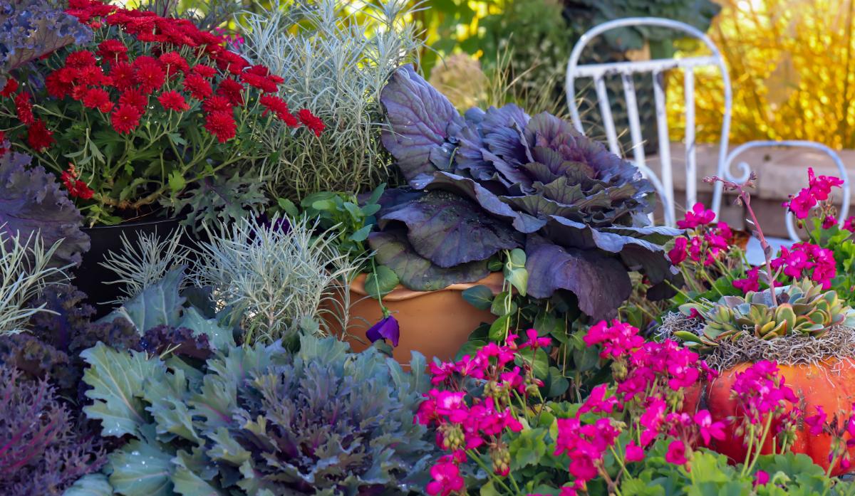 AN ornamental landscape with edible plants