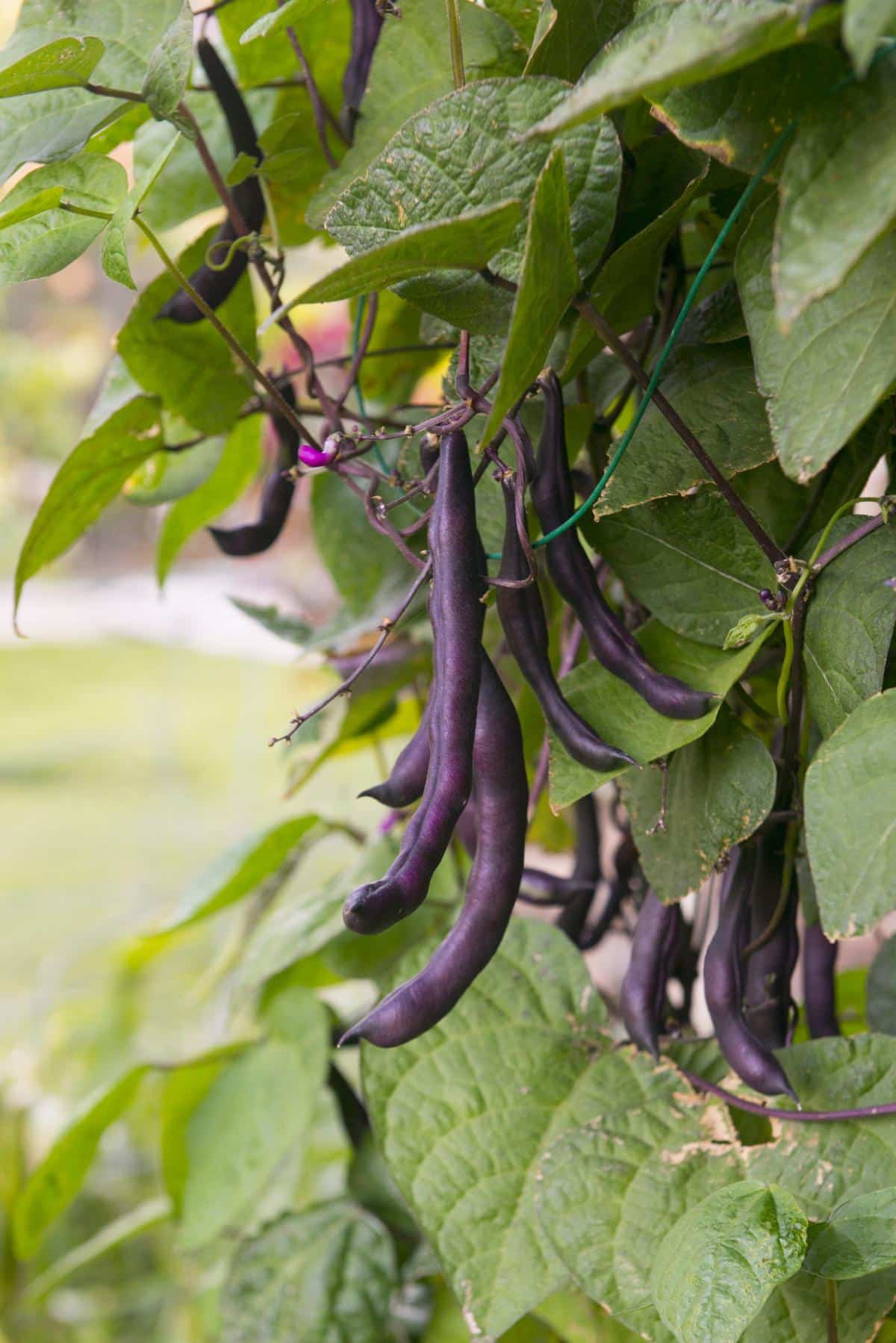 Heirloom purple bean pods for edible landscaping