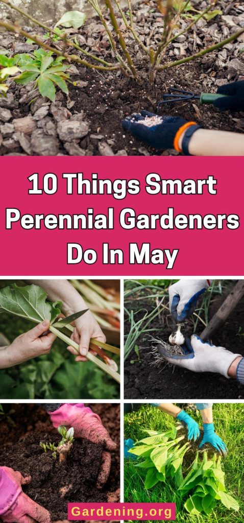10 Things Smart Perennial Gardeners Do In May pinterest image.