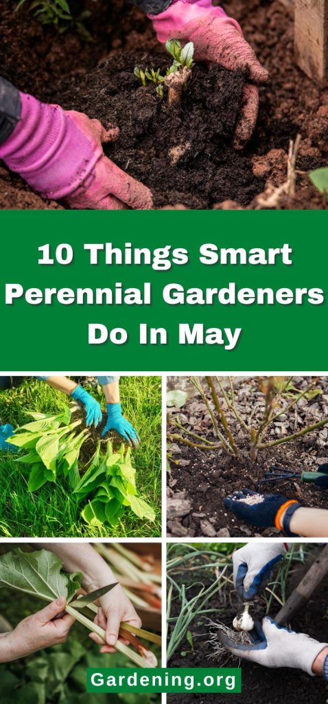 10 Things Smart Perennial Gardeners Do In May pinterest image.