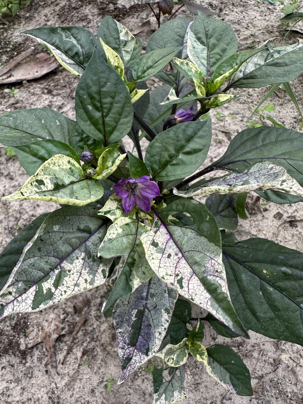 Pepper plants with variegated leaves