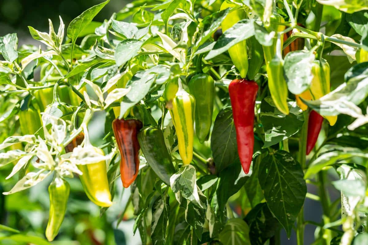 Fish peppers in an edible landscape