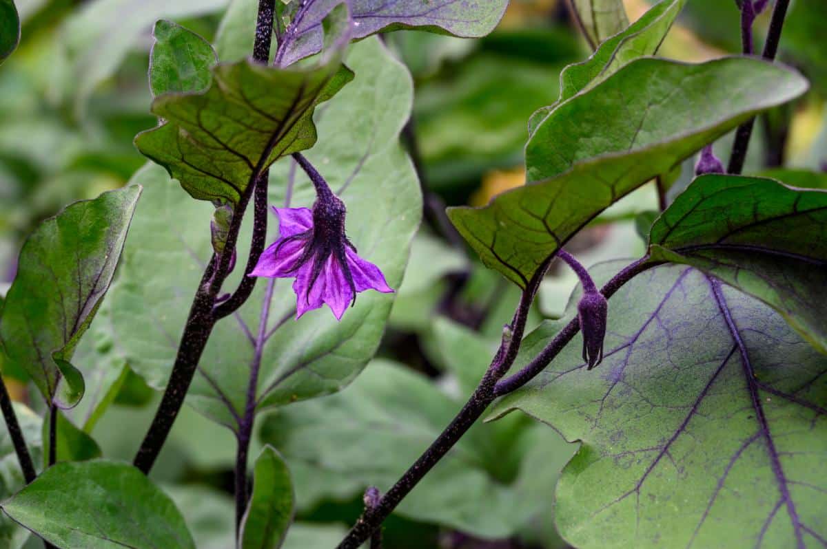 Murasaki purple pepper