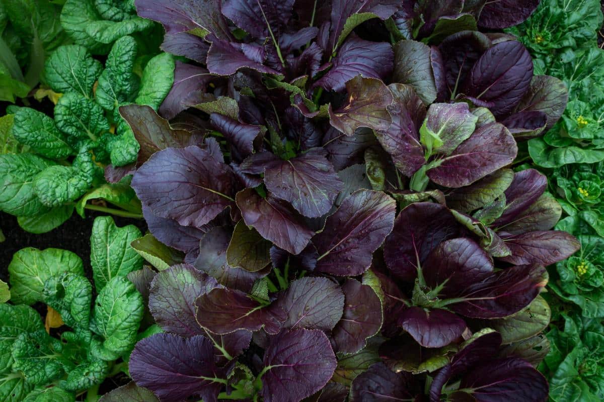 Bok choi in an edible garden