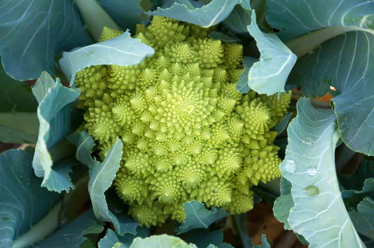 Romanesco Broccoli for an edible landscape