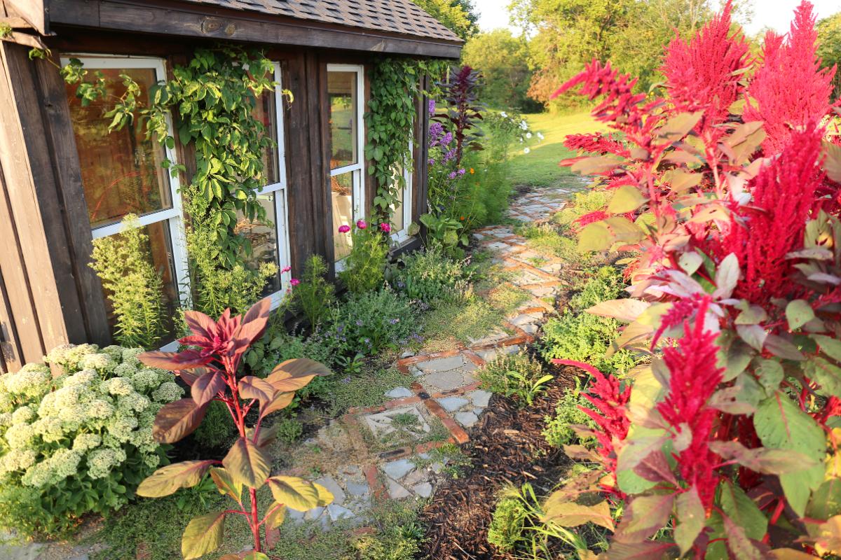 Amaranth planted in an edible garden