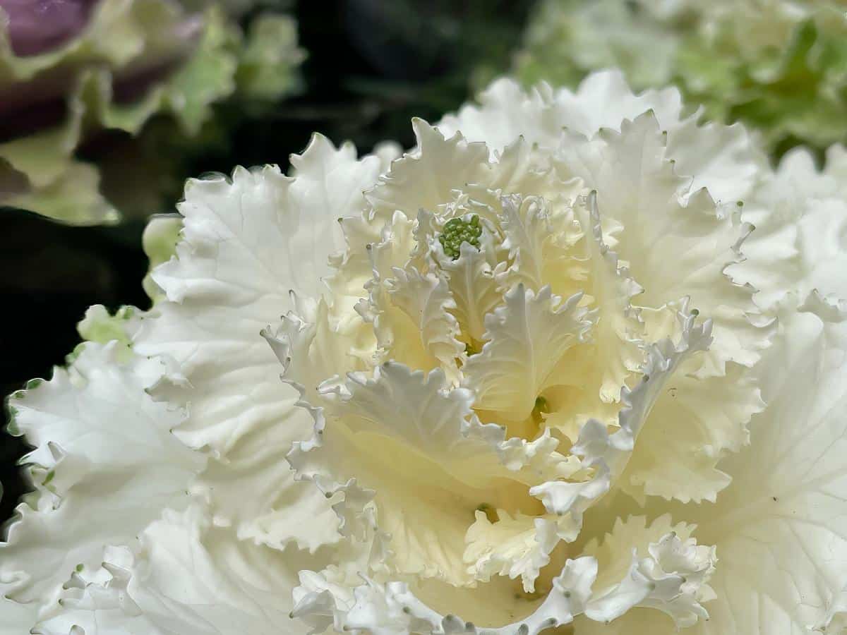 White kale in an edible landscape