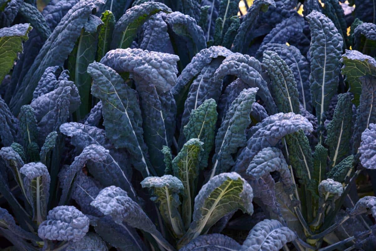 Black magic kale plants