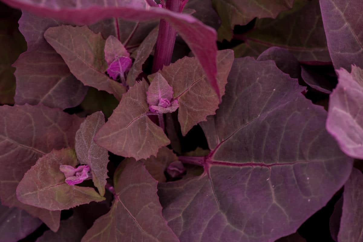 Purple orach for an edible landscape