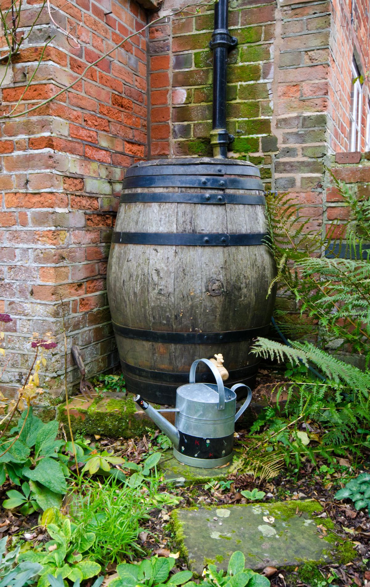 A rain barrel under a house downspout