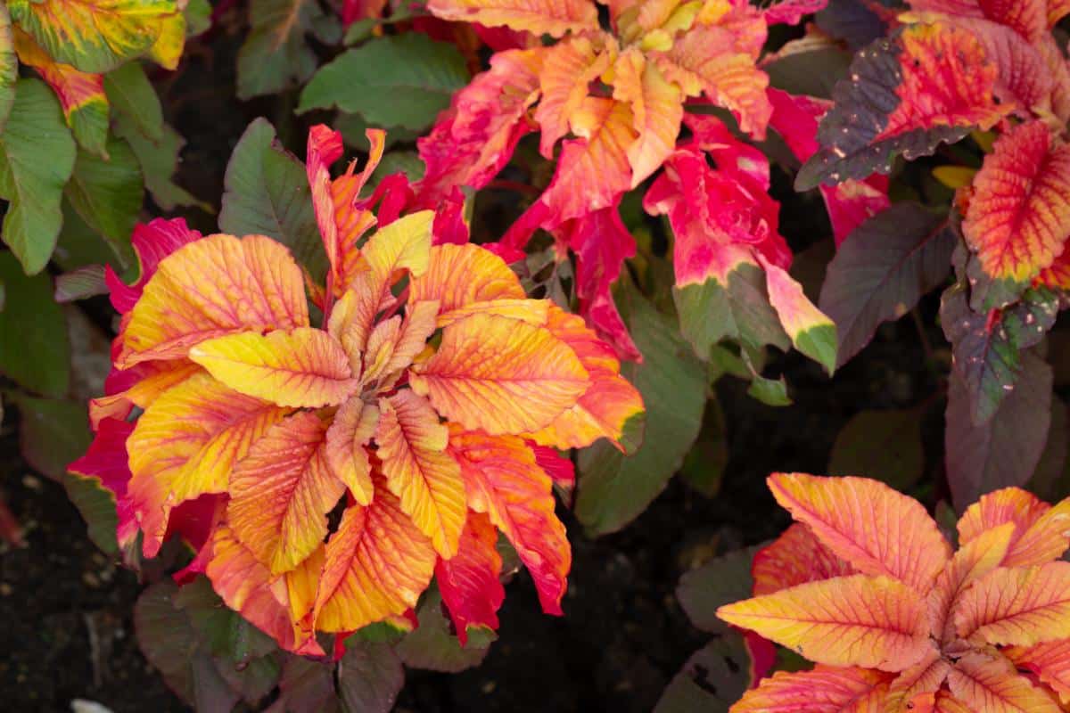 Colorful yellow and red amaranth