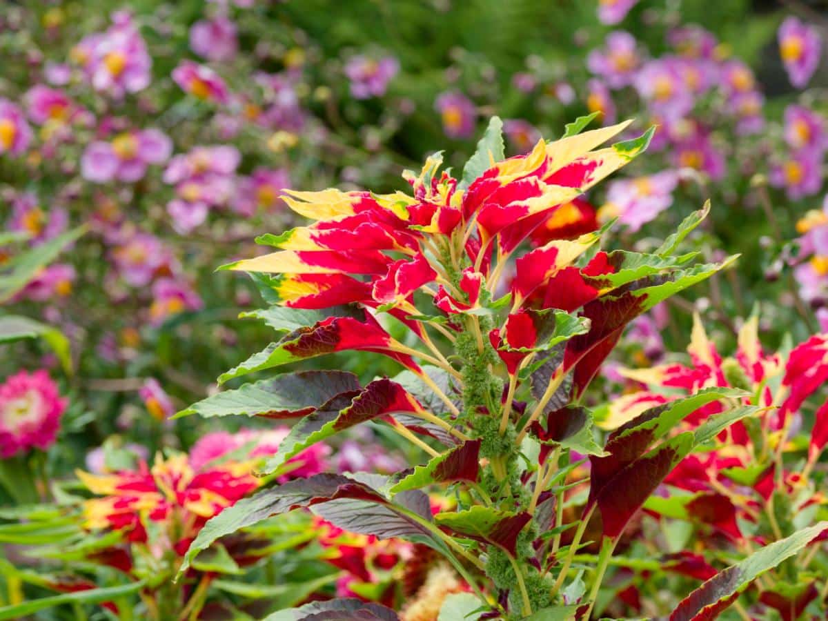 Tricolor amaranth for edible landscaping