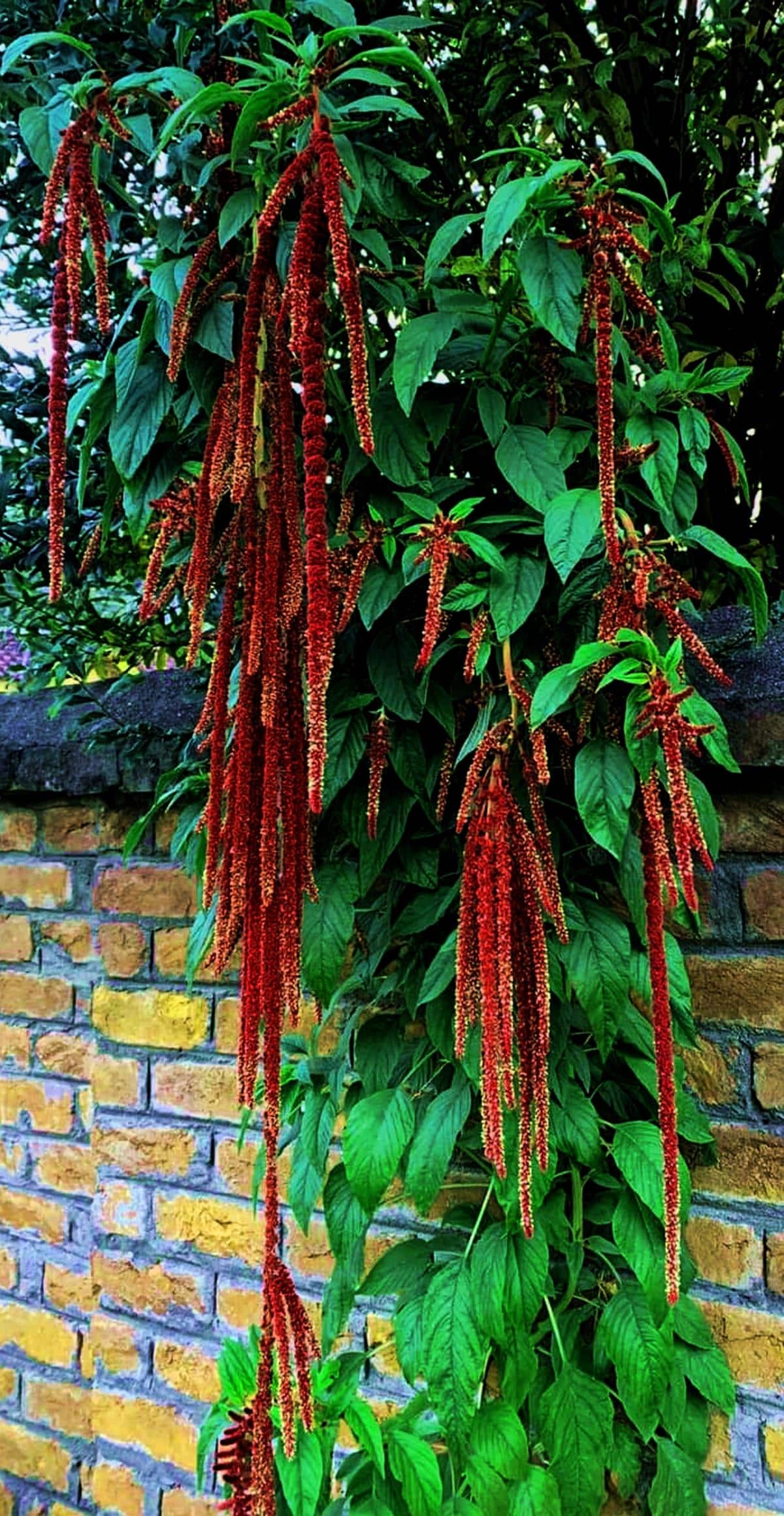 Love Lies Bleeding Amaranth