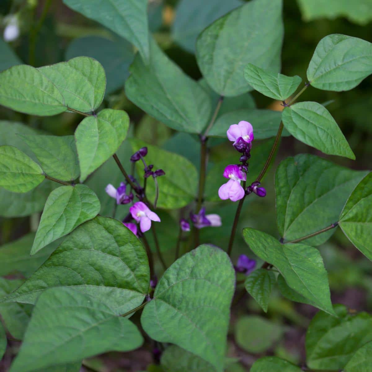 Violet flowers on pole beans