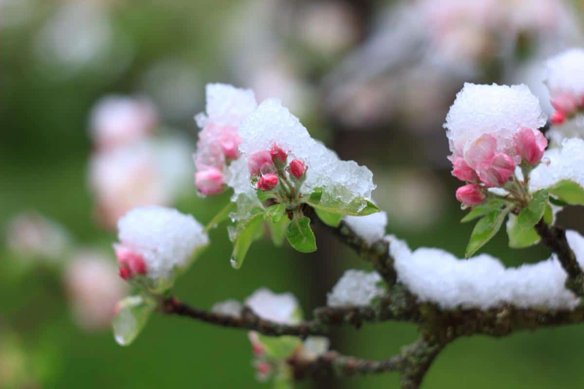 Frost in spring on fruit tree blossoms