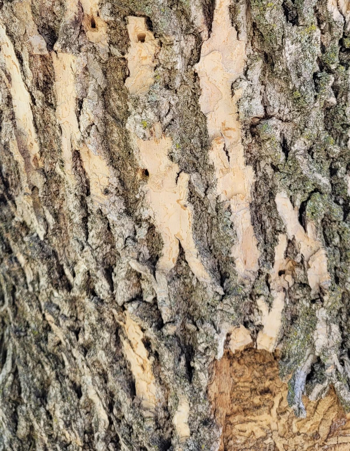 Signs of emerald Ash borer infestation