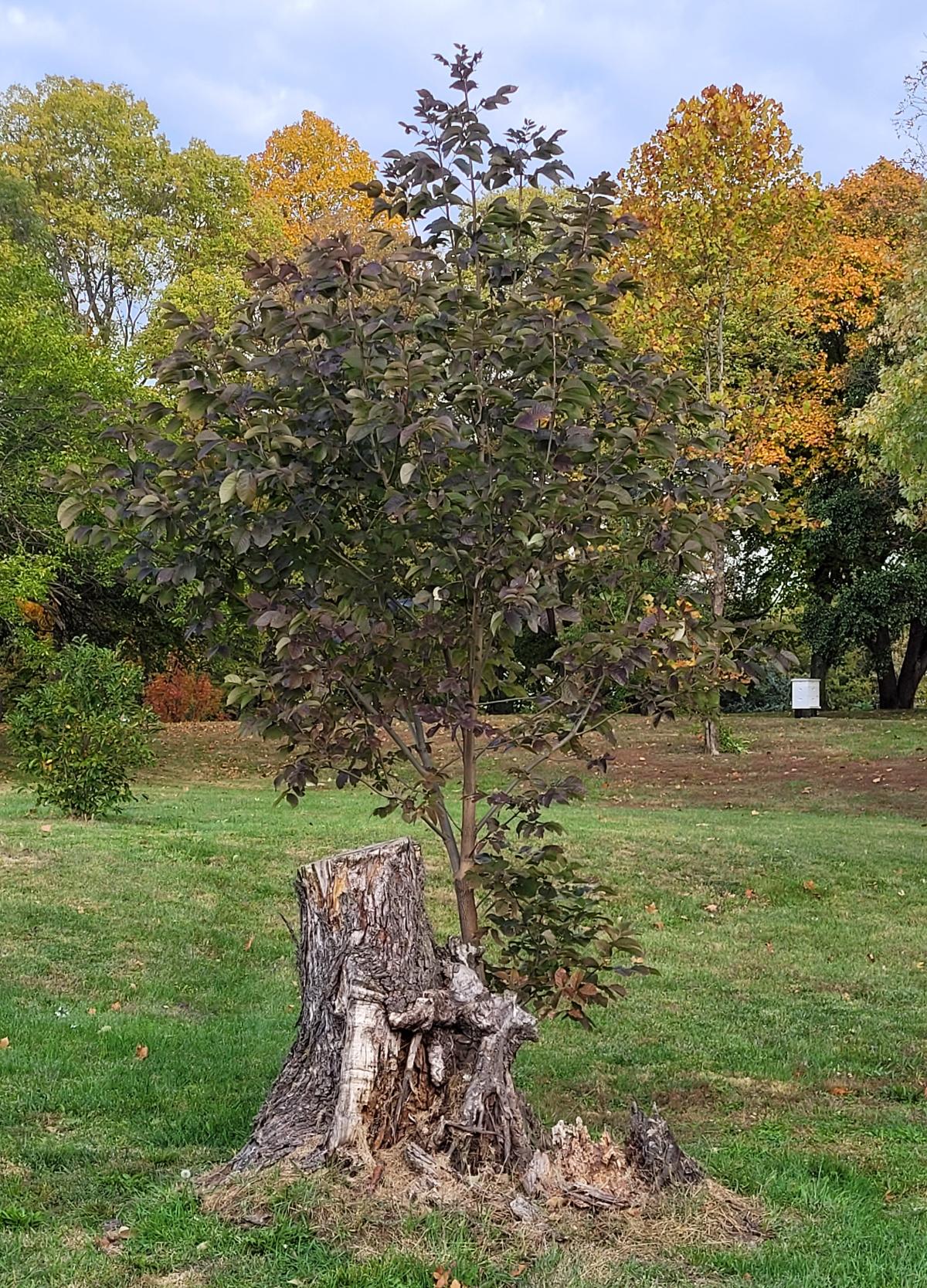 An ash tree growing from an old stump