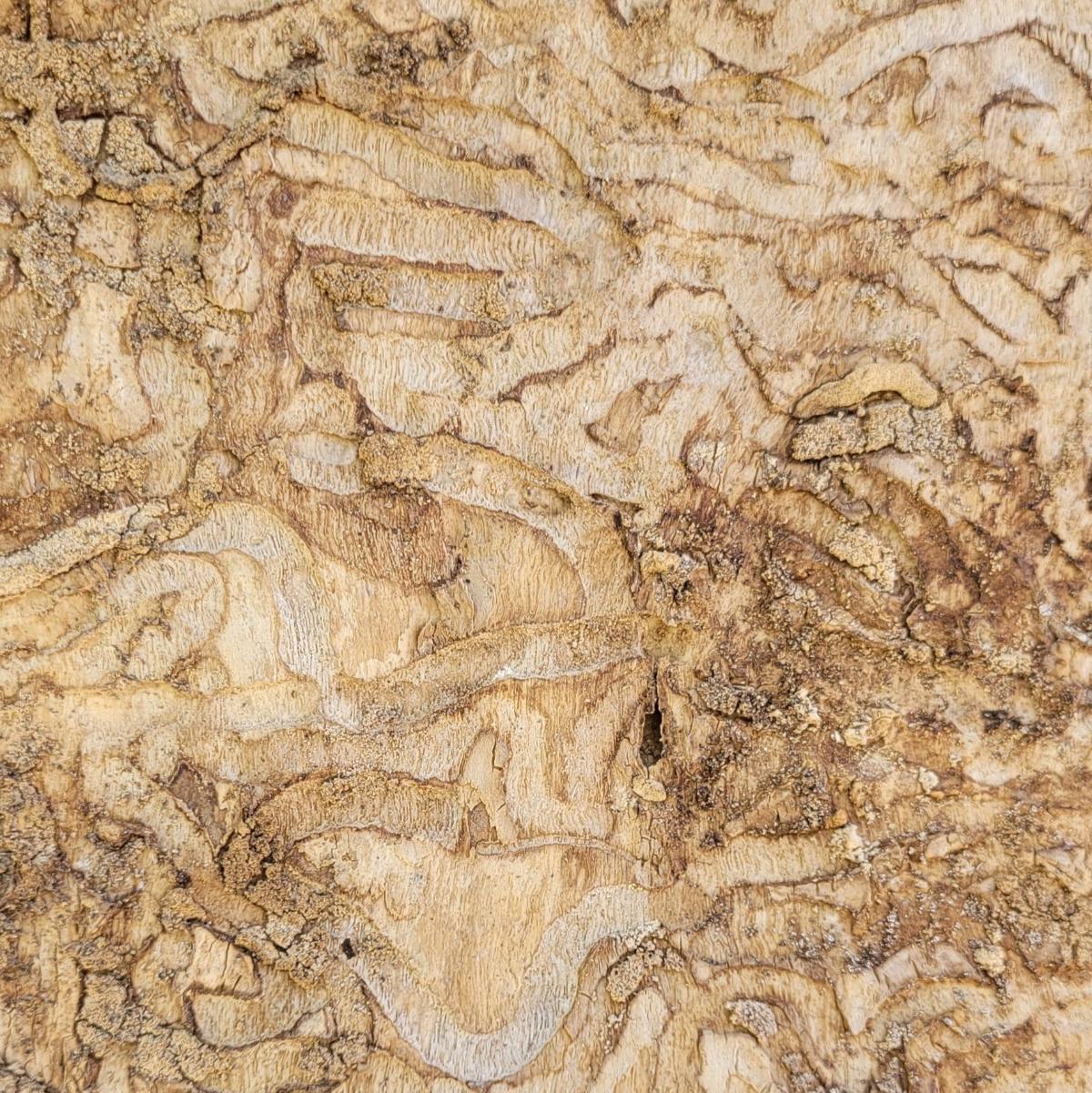 Tunnels in wood left from emerald Ash borer