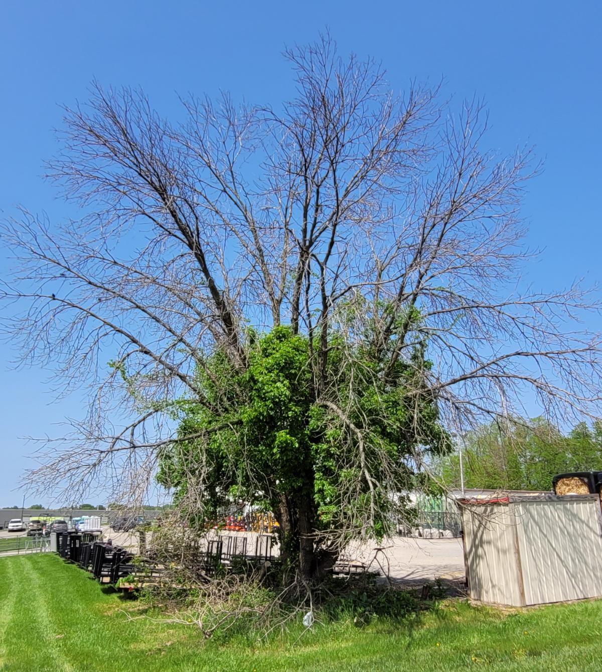 A regrowing ash tree after borer infestation