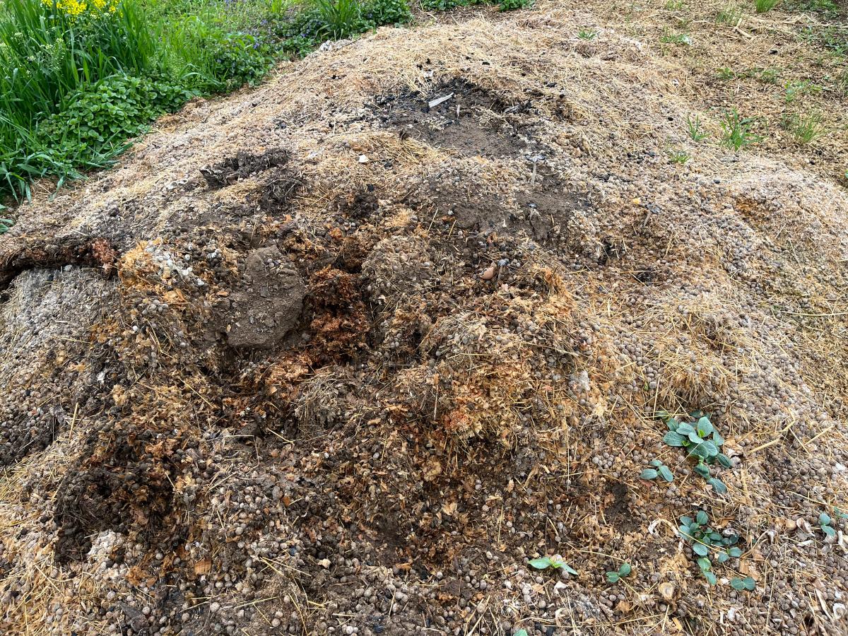 Composting rabbit manure and shavings