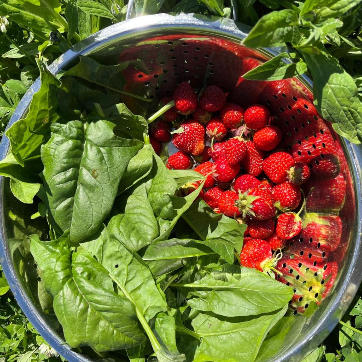 Freshly harvested spinach and strawberries in a bowl.