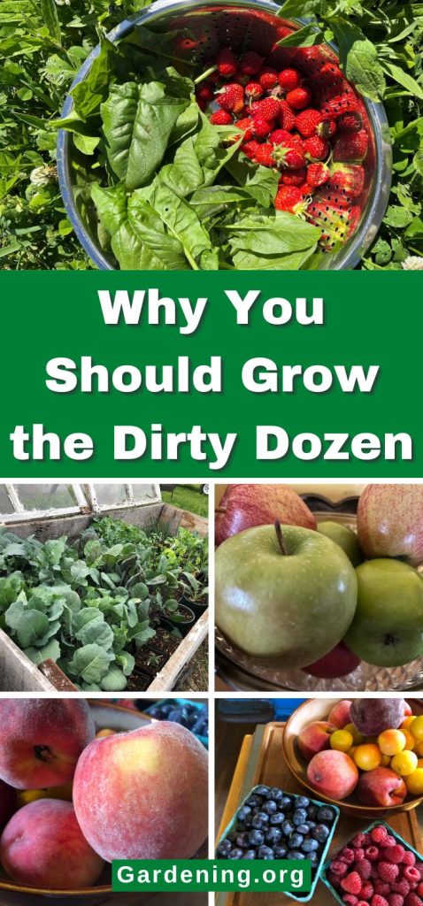 Why You Should Grow the Dirty Dozen pinterest image.