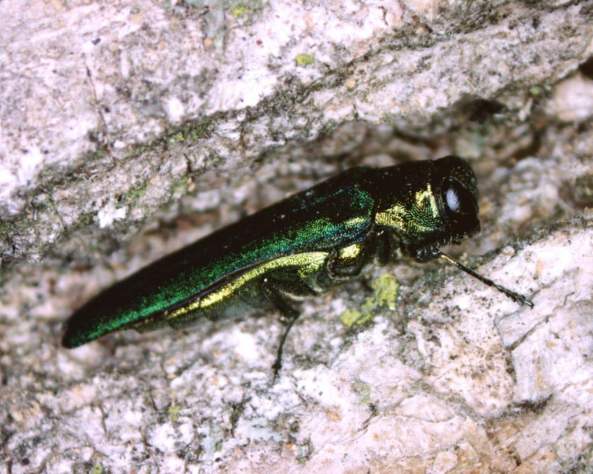Emerald Ash borer