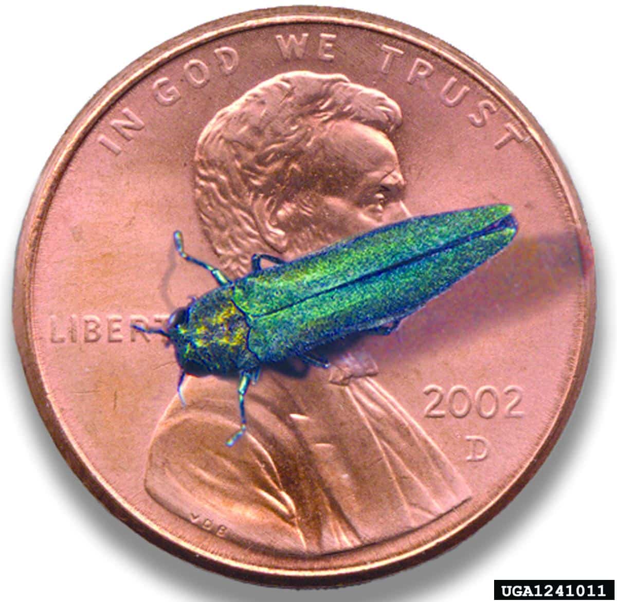 Emerald Ash borer on penny for size