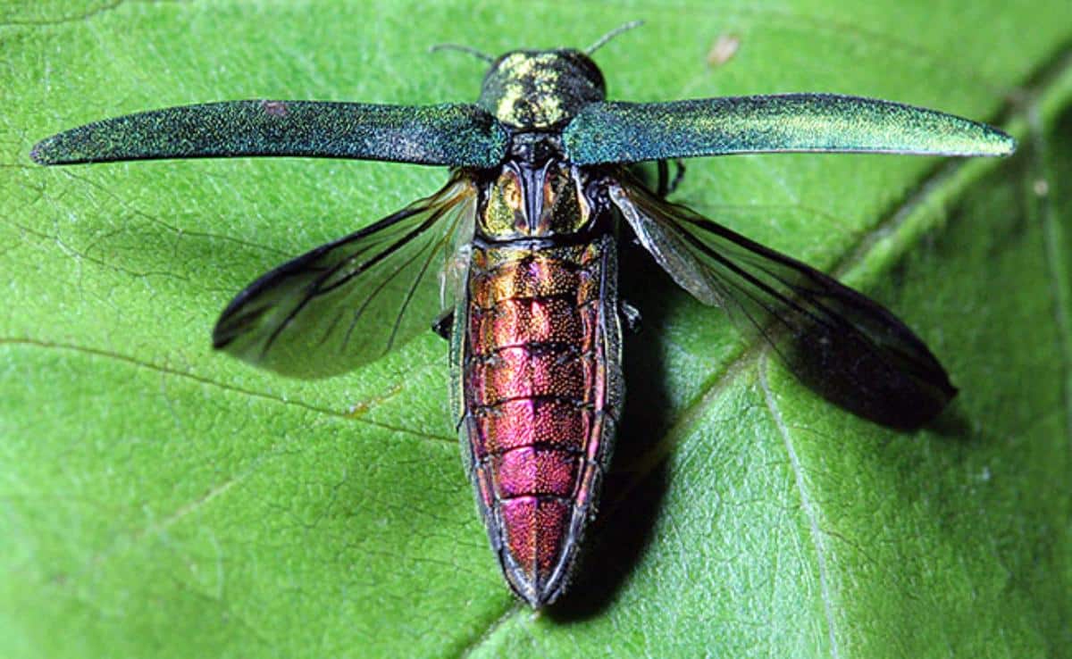Emerald Ash borer with wings spread