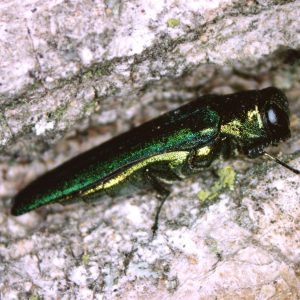 Emerald Ash Borer
