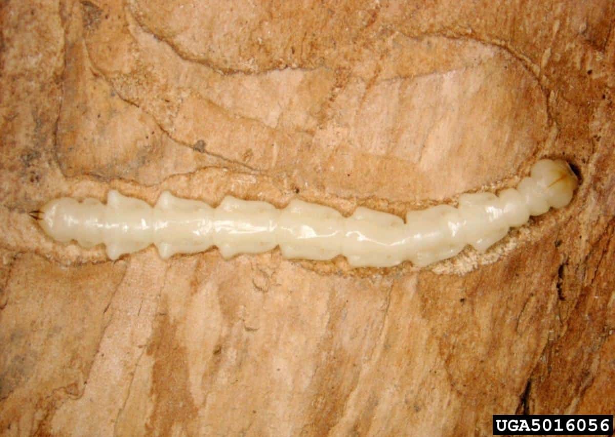 Emerald Ash borer larva