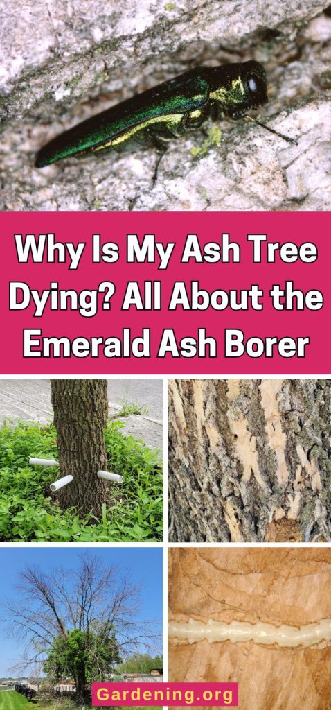 Why Is My Ash Tree Dying? All About the Emerald Ash Borer pinterest image.